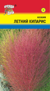 Кохия Летний кипарис  купить