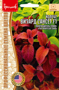 Колеус Визард Sunset F1 купить