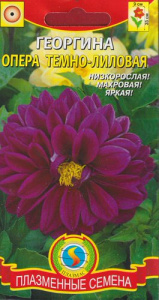Георгина Опера Тёмно-лиловый  купить