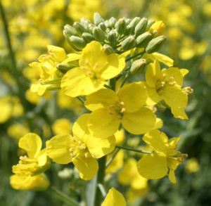 Рапс яровой 1кг купить