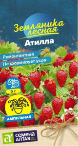 Земляника Атилла ремонтантная