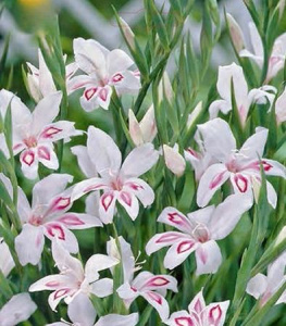 Гладиолус nanus Nymph /10шт купить