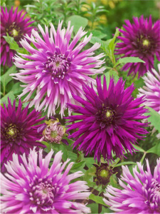 Георгина POLAR LIGHT (1х2шт) купить