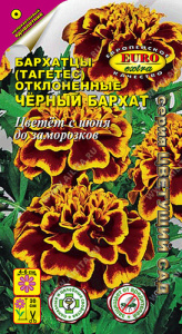 Бархатцы Черный бархат отклоненные купить