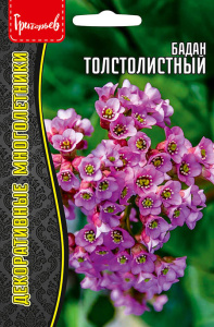 Бадан Толстолистный купить