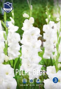 Гладиолус XXL Polar Bear 14/16 /10шт NEW купить