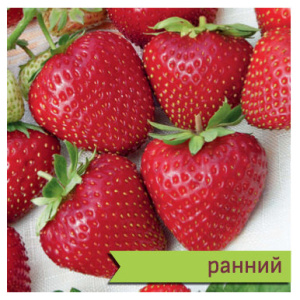 Земляника Деройял садовая ранняя купить