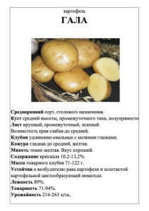Картофель Гала А5 фото купить