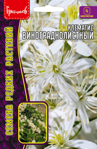 Клематис Винограднолистный  купить