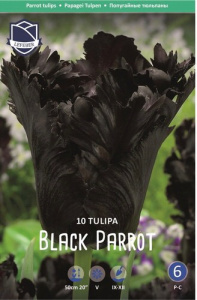 Тюльпан Блэк Пэррот /10шт купить