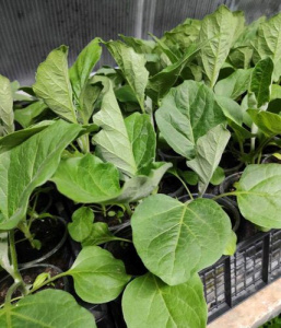 Баклажан Алмаз рассада 1шт /40 купить