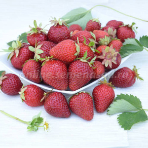 Земляника Фестивальная садовая средняя,крупная купить