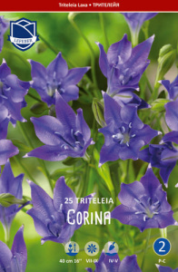 Трителия syn.Brodiaea Corina /25шт купить