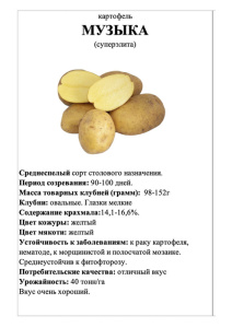 Картофель Музыка А5 фото купить