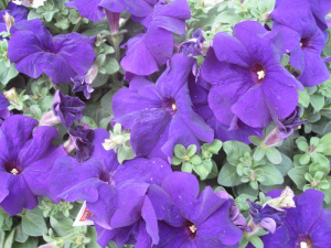 Петуния крупноцв. Дримс Миднайт (синяя) П323/40шт купить