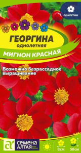 Георгина Мигнон Красная купить