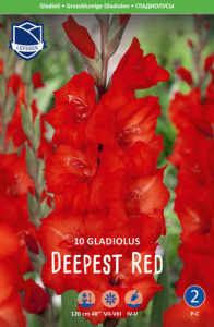 Гладиолус XXL Deepest Red 14/16 /10шт купить