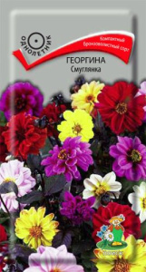 Георгина Смуглянка  купить