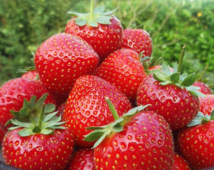 Земляника Мурано ремонтантный купить