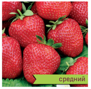 Земляника Корона садовая  купить