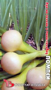 Лук Помпеи на зелень,  купить