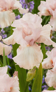 Ирис germanica Cherished /1шт купить