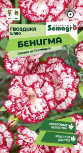 Гвоздика Шабо Бенигма cадовая купить