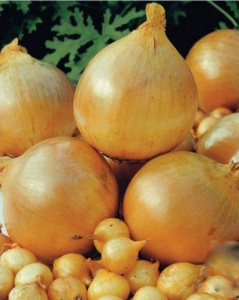 Лук севок Шекспир (Гол) 1кг/20 купить