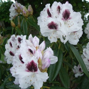 Рододендрон Сафо гибридный ЦК купить