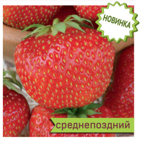 Земляника Камрад победитель садовая купить