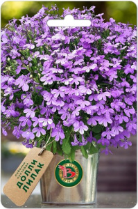 Лобелия Долли Лилак кустовая купить