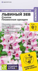  Львиный зев Снэппи Пламенная орхидея купить