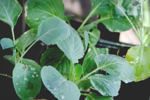 Капуста цветная Сноуболл 1шт ов066/10/40 купить