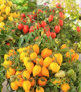 Томат декор. Пламбрелла (черри оранжевый) 1шт/С2 купить