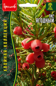 Тис Ягодный купить