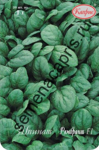 Шпинат Рембрант/1шт купить