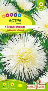 Астра Нова Белоснежная  купить