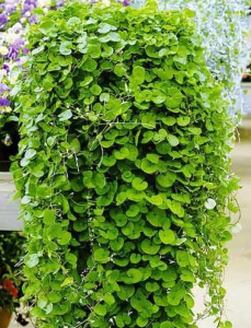 Дихондра ампельная Эмеральд Фолс (зеленая) 1шт гш027/С1 купить