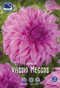 Георгина гигантская Vassio Meggos /1шт купить