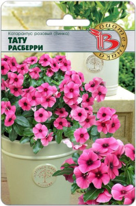 Катарантус розовый (Винка) Тату Расберри  купить