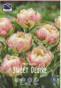 Тюльпан Свит Дезир /10шт купить