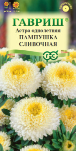 Астра Пампушка сливочная помпонная купить