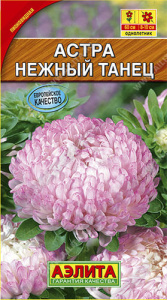 Астра Нежный танец  купить