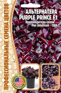 Альтернатера Пепл Принц F1 (Purple Prince) купить