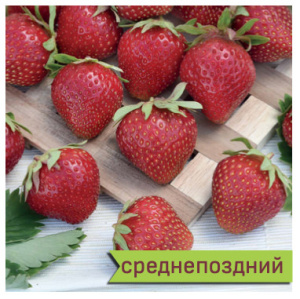 Земляника Тенира среднепоздняя купить