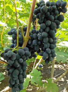 Виноград Черная вишня купить