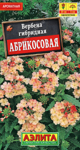 Вербена Абрикосовая купить
