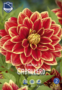 Георгина декоративная Caballero /1шт купить
