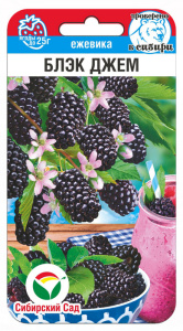 Ежевика Блэк Джем купить