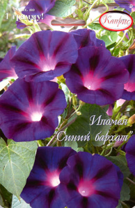 Ипомея Синий бархат/1шт купить